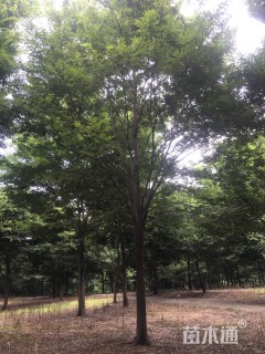 14公分榉树