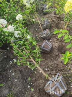 高度100厘米中华木绣球