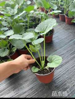 高度20厘米蜀葵