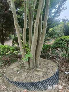 116公分(11杆)丛生朴树