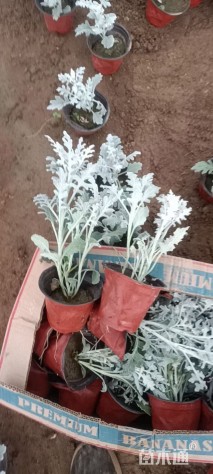 高度15厘米银叶菊