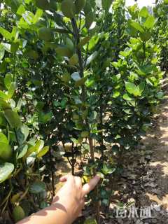 高度150厘米北海道黄杨