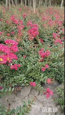 高度30厘米矮生紫薇