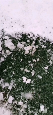 高羊茅
