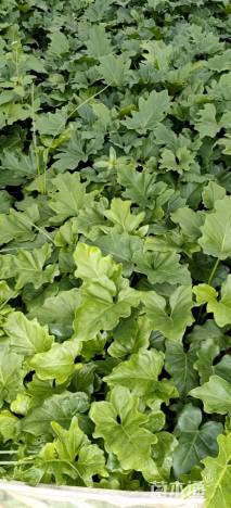 高度30厘米春羽