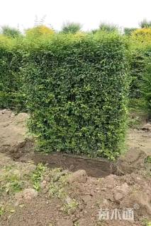 高度150厘米小叶女贞