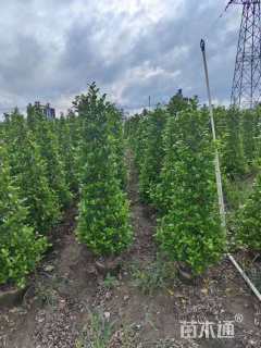 高度150厘米火山榕