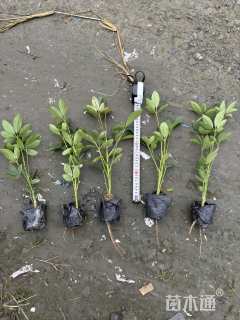 高度30厘米鸭脚木