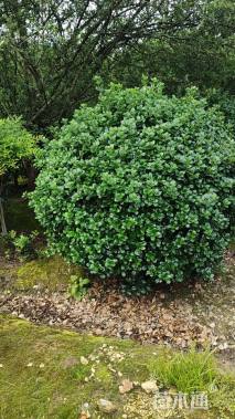 冠幅180厘米无刺枸骨球