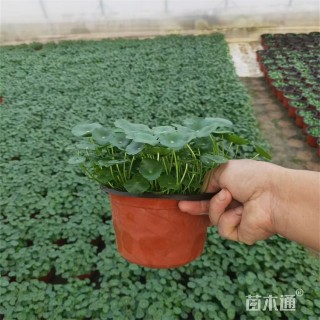 高度18厘米连线草
