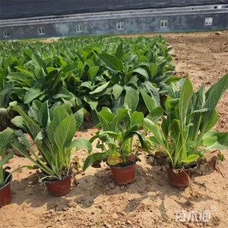 高度25厘米毛地黄