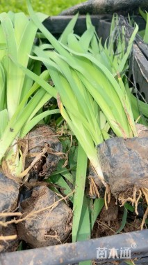 高度35厘米射干