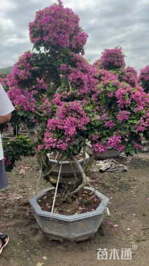 8公分造型三角梅