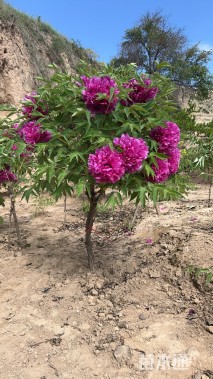 高度80厘米紫斑牡丹