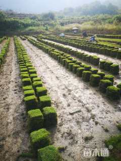 草块状马尼拉草