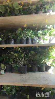 高度30厘米大吴风草