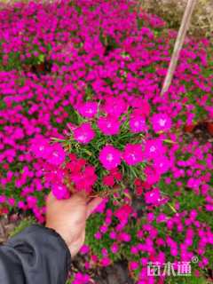 高度25厘米绣球