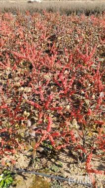 1.2公分北美冬青