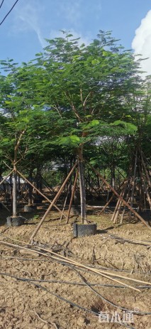 20公分凤凰木