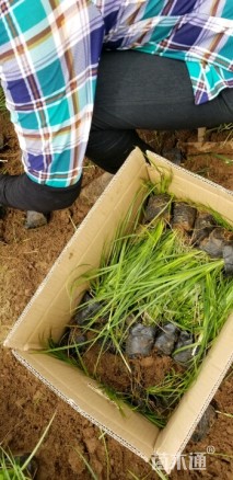 高度25厘米青绿苔草