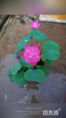 高度40厘米荷花