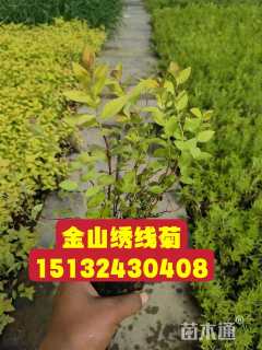 高度10厘米金山绣线菊