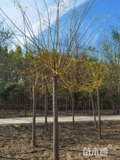 12公分金枝槐