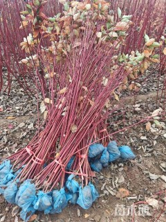 高度100厘米红瑞木