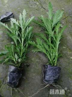 高度30厘米木春菊