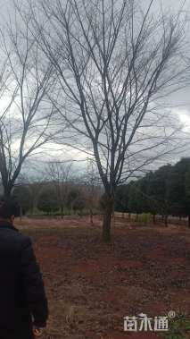 25公分染井吉野樱