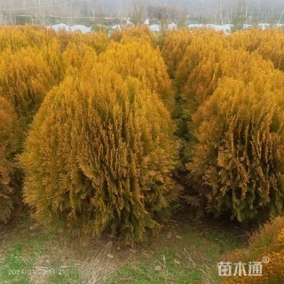 冠幅40厘米洒金柏球