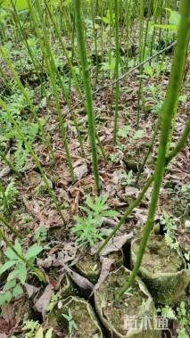 高度60厘米檫木小苗