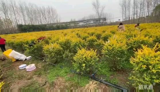 冠幅80厘米金森女贞球