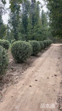 冠幅131厘米金边黄杨球