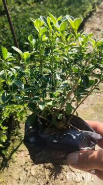 高度15厘米吉祥草