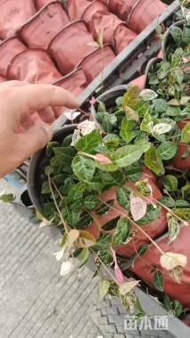 15厘米花叶络石