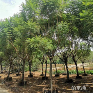 10公分蓝花楹