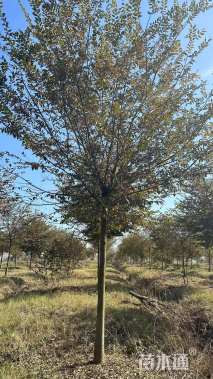 12公分苗圃供应单杆榉树12公分