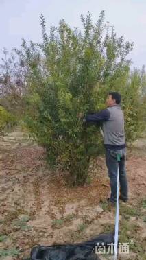 高度350厘米丛生花石榴