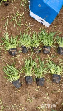 高度20厘米矢车菊