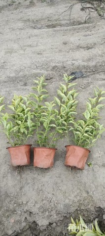 高度30厘米金叶假连翘