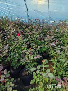 高度40厘米大花月季