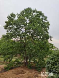 8公分(4杆)丛生乌桕