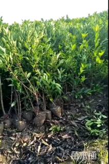 高度160厘米法国冬青