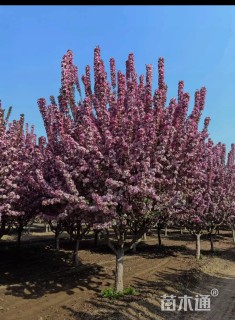 16公分凯尔斯海棠