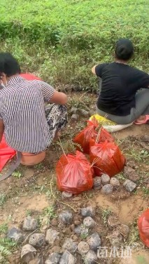 高度40厘米紫穗槐