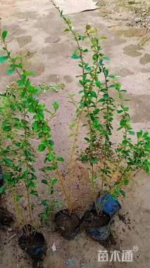 高度40厘米小丑火棘小苗