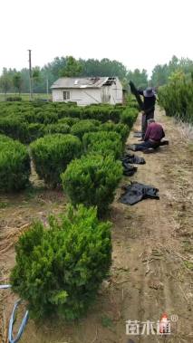 冠幅80厘米龙柏球