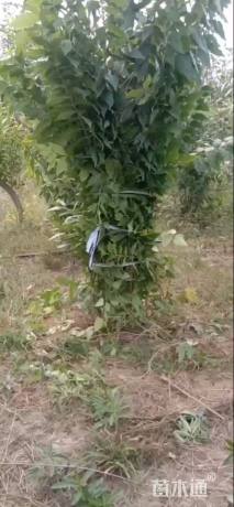 高度280厘米丛生蜡梅