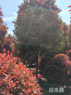 10公分高杆红叶石楠